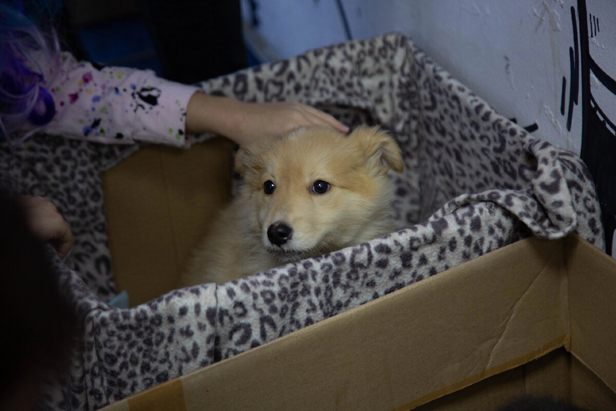 Анжи, красавица. Стала домашней любимкой 