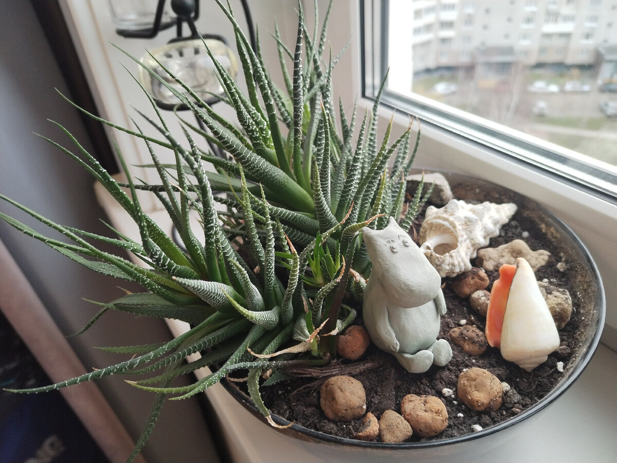 Мой муми-тролль с хавортией (2 фото)