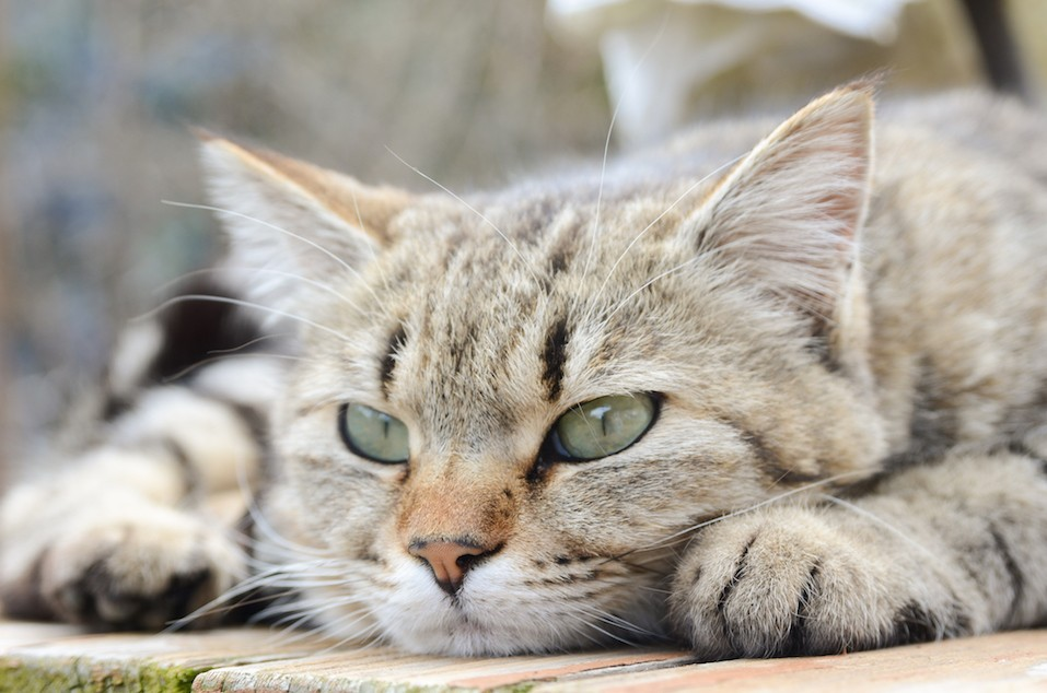 Мурчит и мяукает. Котик мурлычет. Котик мурчит. Кошечка мурлыкает. Котики милые мурчащие.