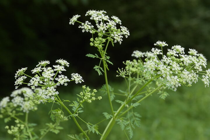 Чем то походит на борщевик, но намного меньше, и даже опаснее.