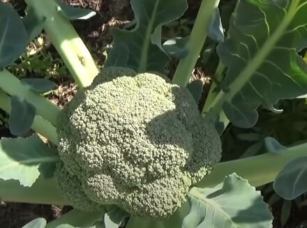 Так растет брокколи.