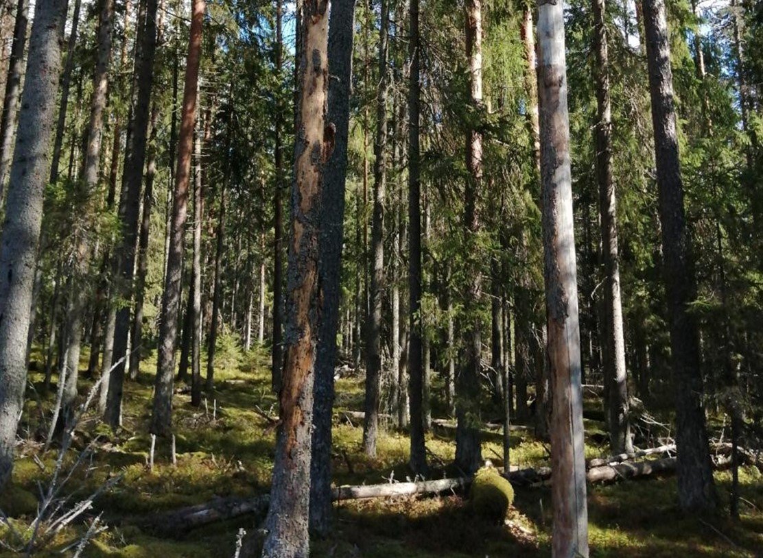 Ели, погибшие из-за короедов-типографов. Фото: Андрей Селиховкин / пресс-служба СПбГЛТУ