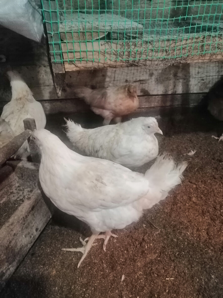 Это молодки.