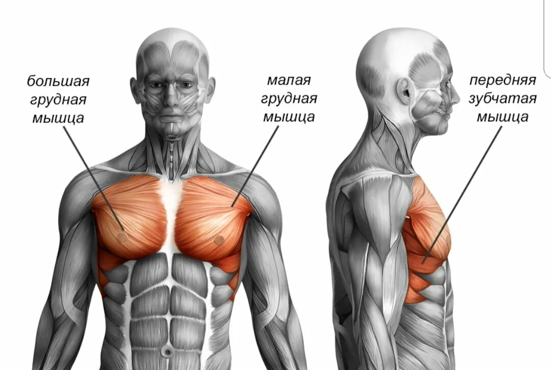 Формы грудных мышц. Мышца. Грудные мышцы. Грудные мышцы анатомия. Мышцы груди анатомия.