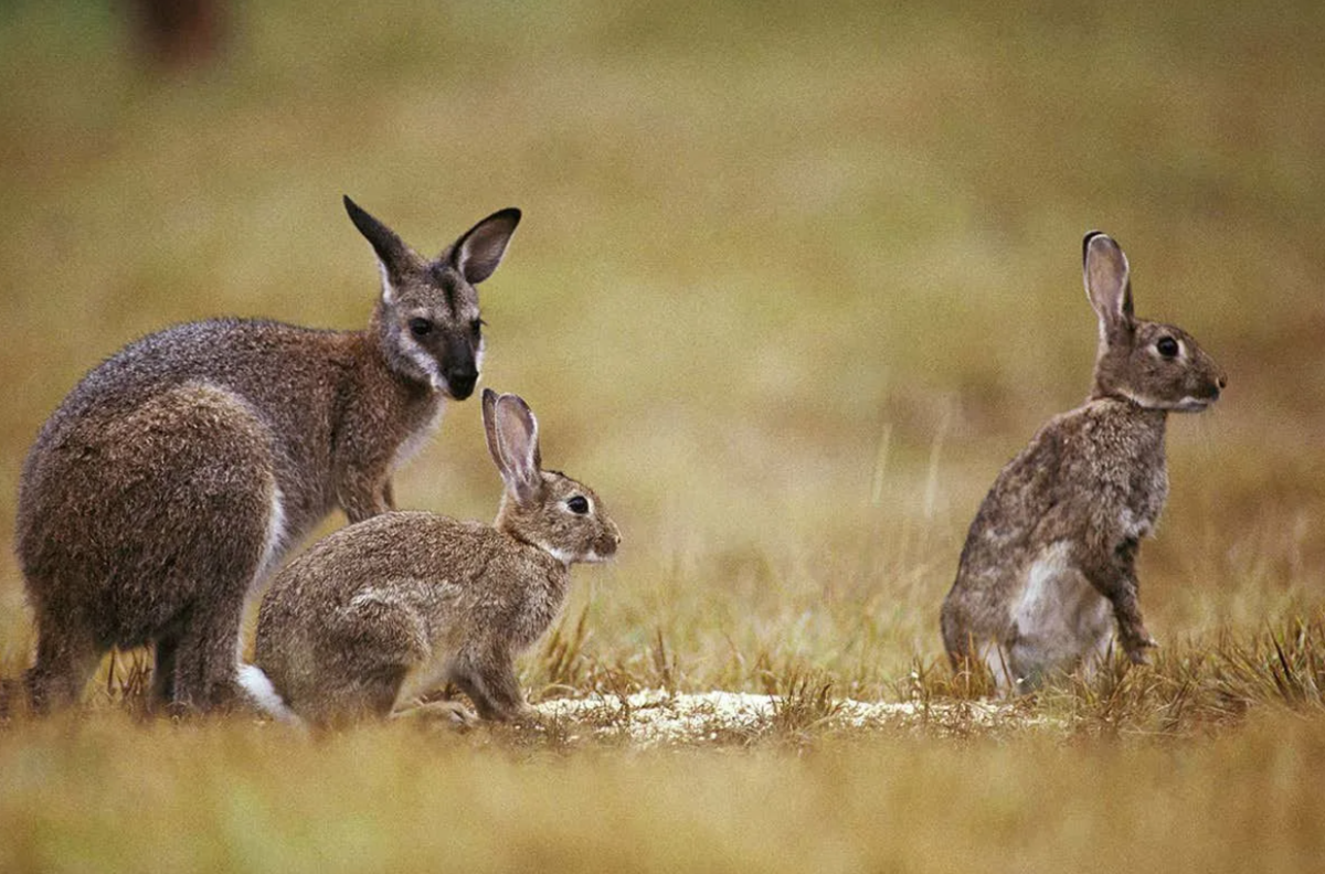 Кролики в Австралии