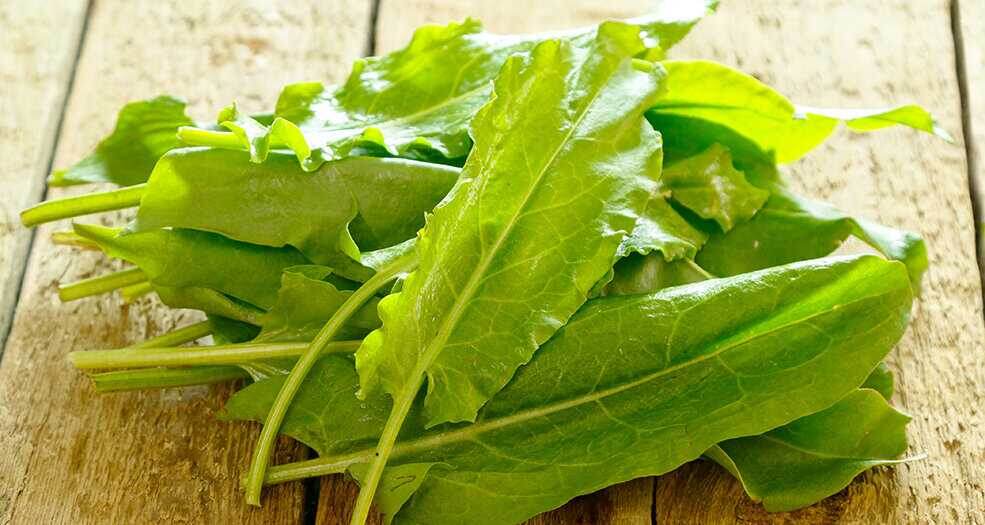 Щавель, интересные факты, полезные свойства, рецепты