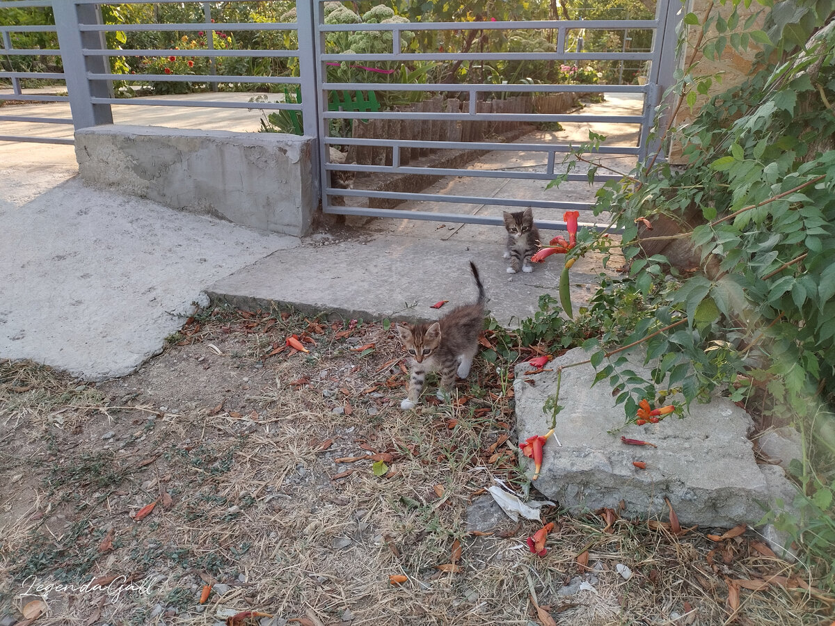 Но когда их много, становится опасно ездить