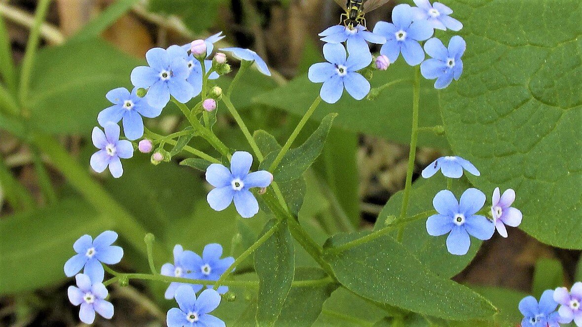 Бруннера Сибирская Brunnera sibirica