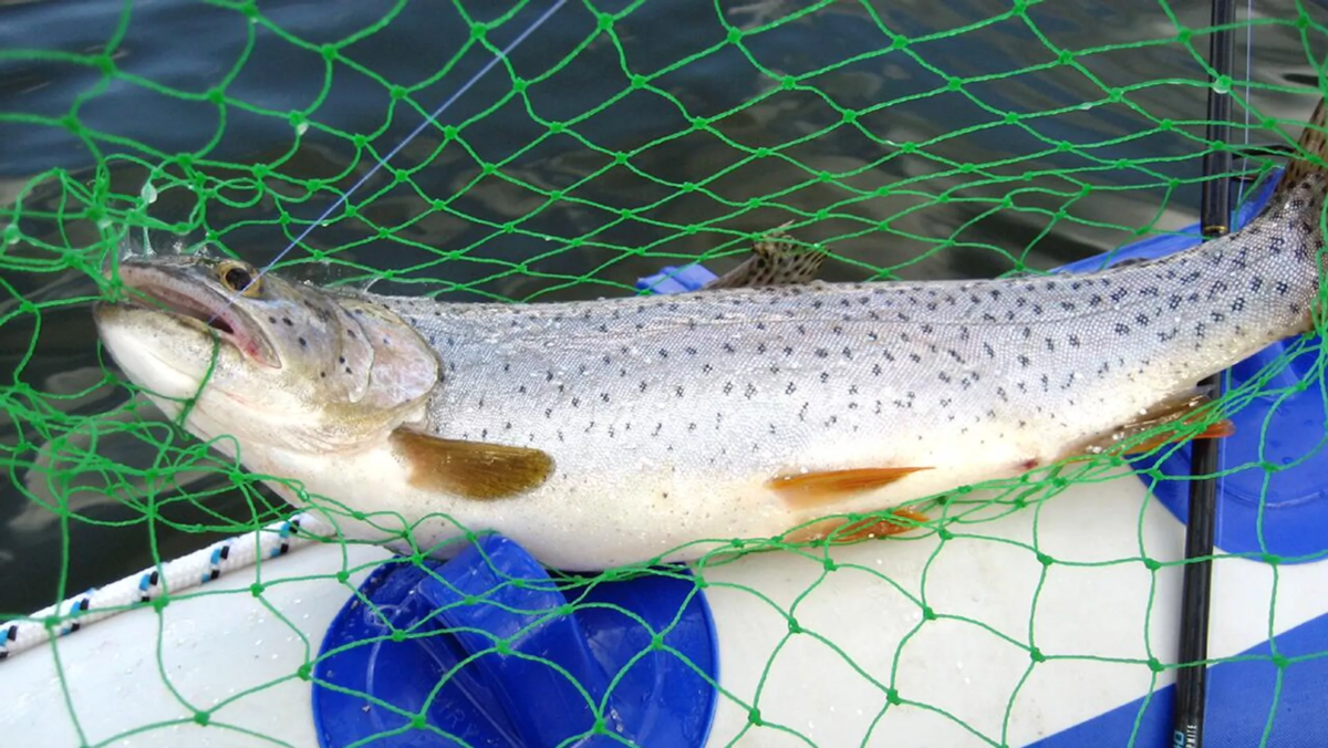 CC BY 2.0 / Argyleist / fish in net