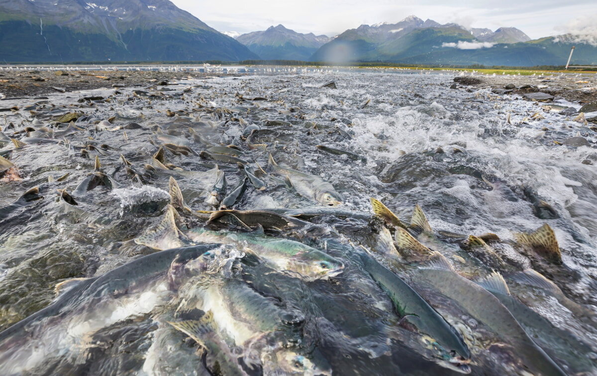 Нерест лосося