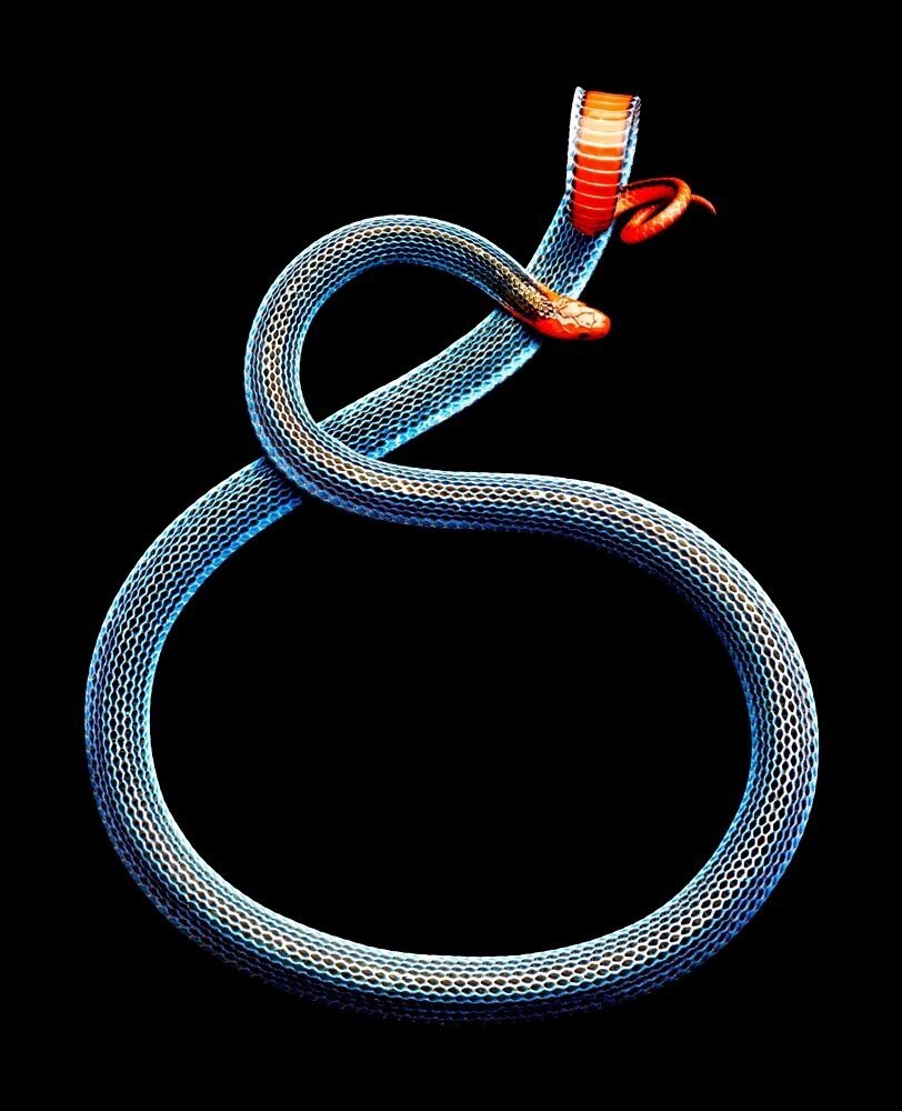 Когда змея делает вот так — лучше отойти подальше. Подняв красный хвост, рептилия предупреждает о том, что готова атаковать. 