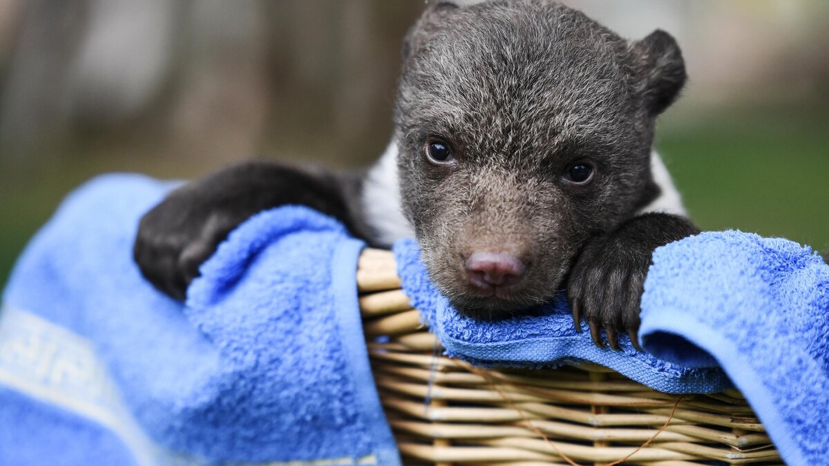    Полотенце© РИА Новости | Константин Михальчевский