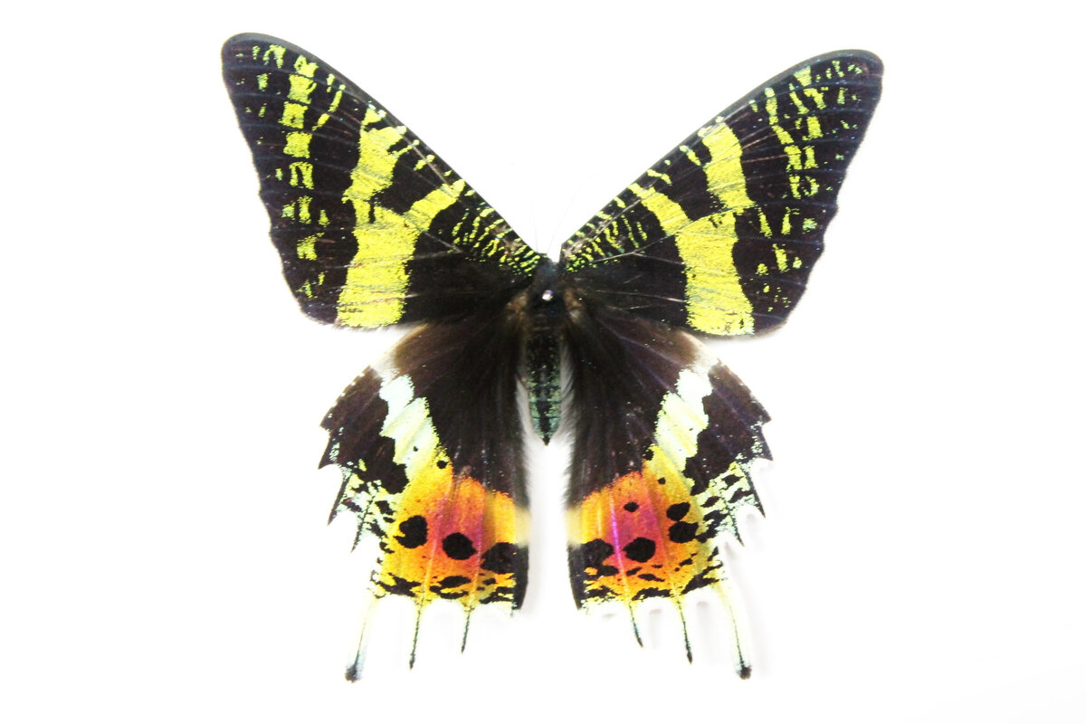 самка урании