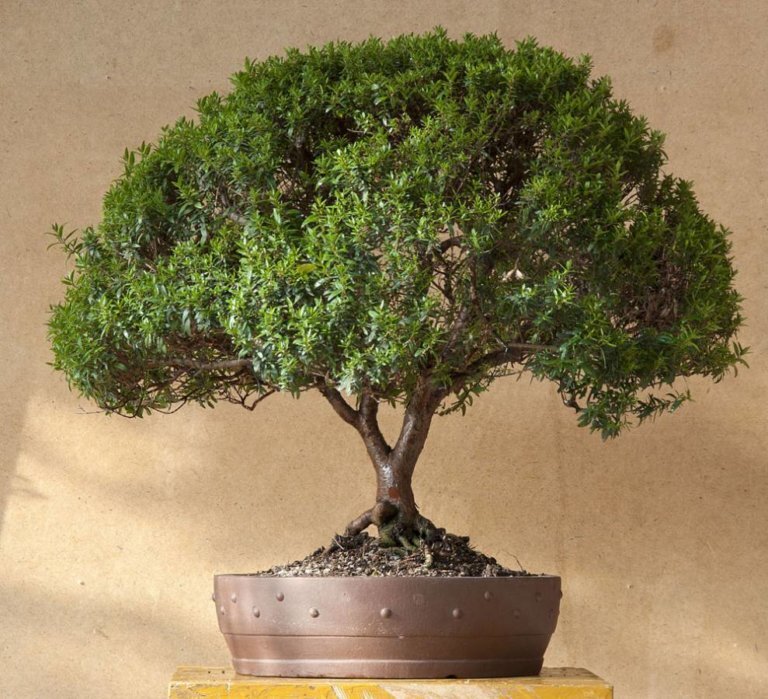 миртовое деревце - традиционный подарок на зеленую свадьбу