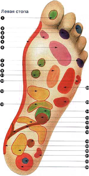 Биологические точки стопы. Один из вариантов.