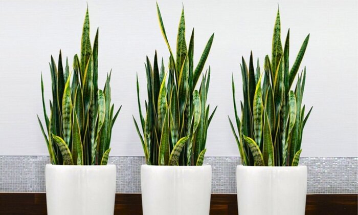 Сансевьера трехполосая Фото взято с сайта plants-1.ru