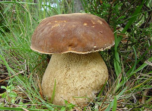 Фото - Andalucia Micologica