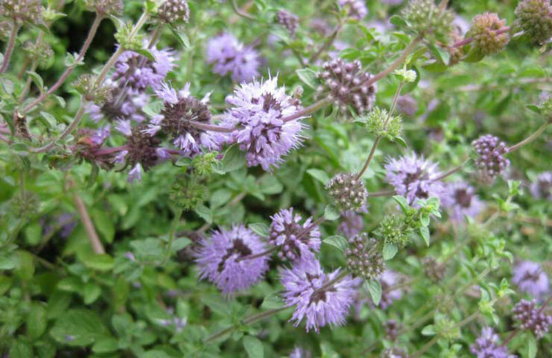 Мята болтная. Фото из сети