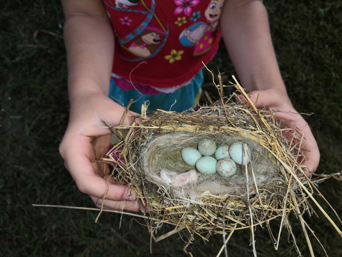 Наша находка - гнездо