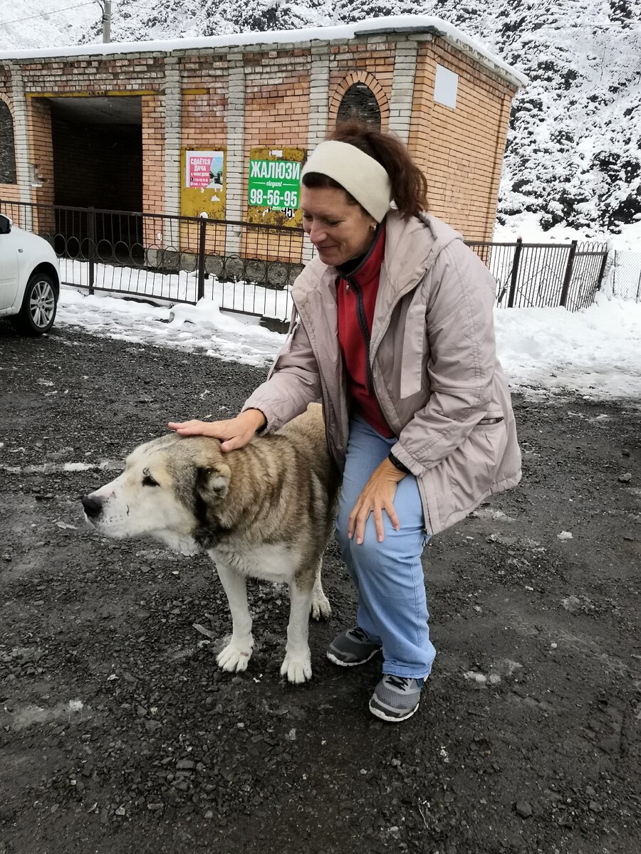 Собачки нас встречают везде...