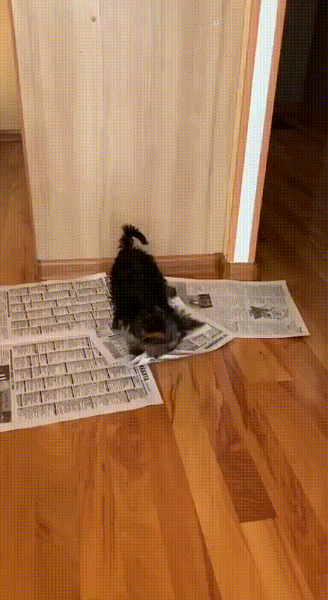 Стеффи просто грызла и игралась с  газетой