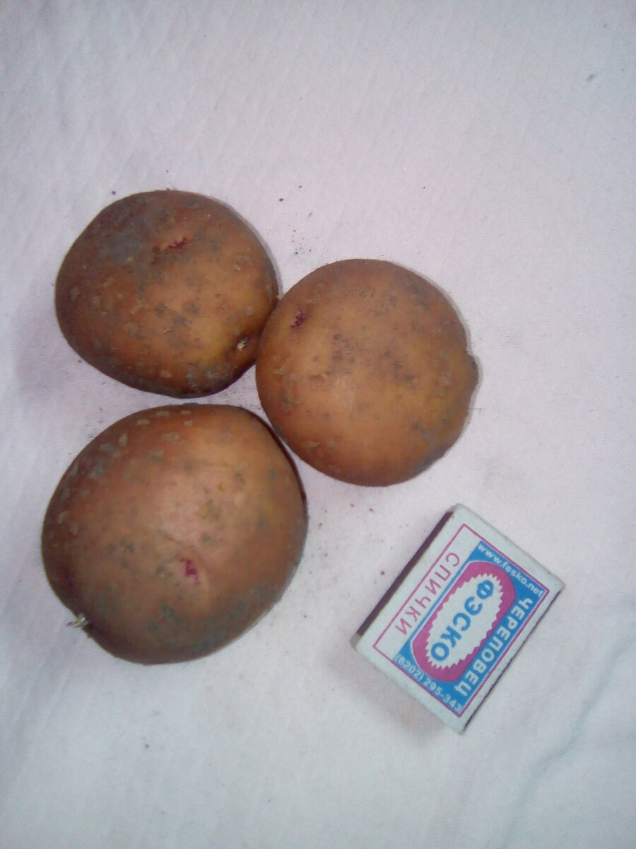 Борьба с вредителями и болезнями