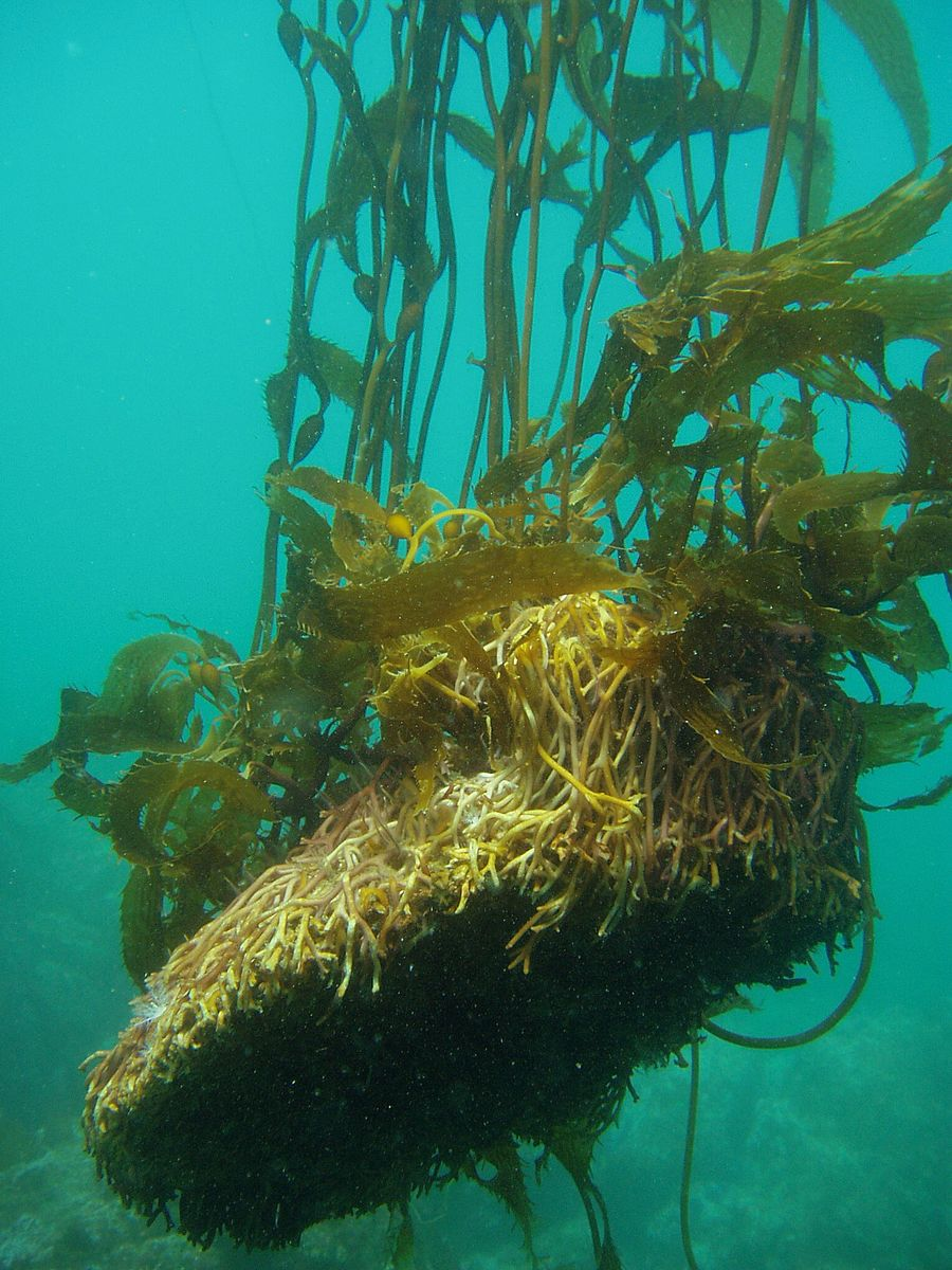 Бурые водоросли имеют корни