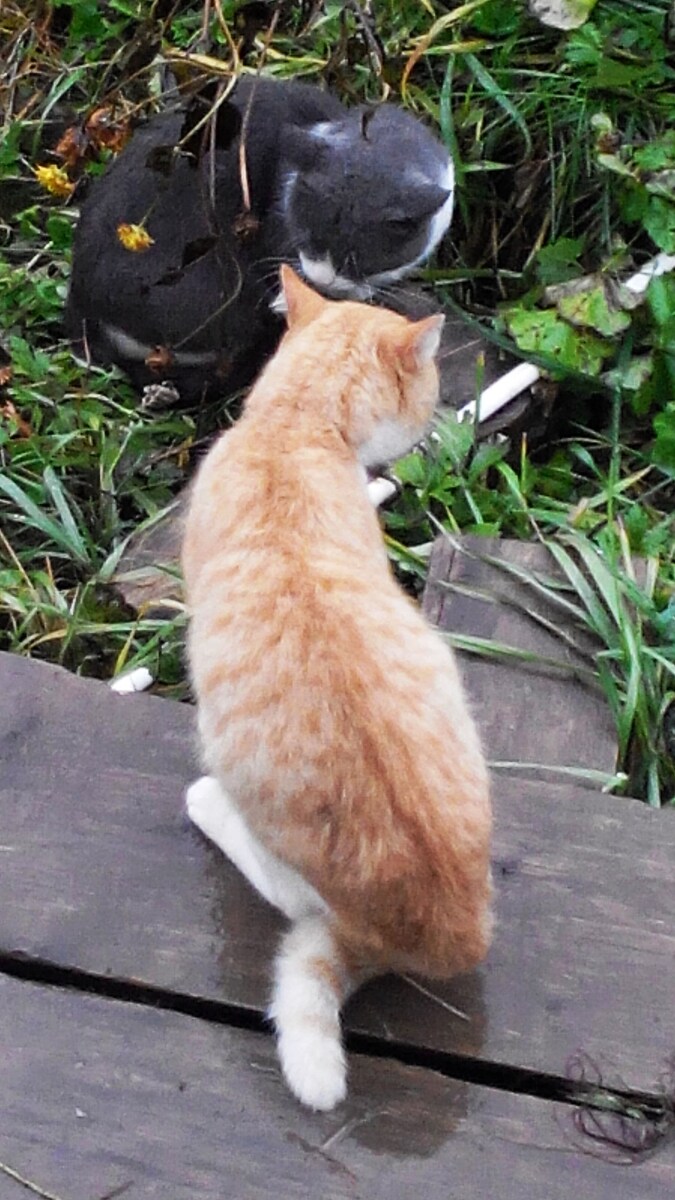 Котофейка на охране рубежей. Фото из личного архива.