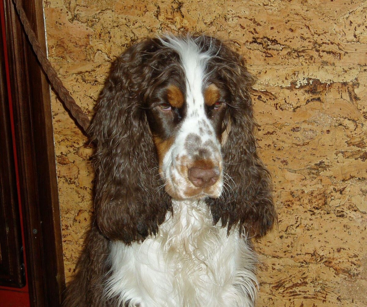 Я не смог устоять перед запахом колбасы