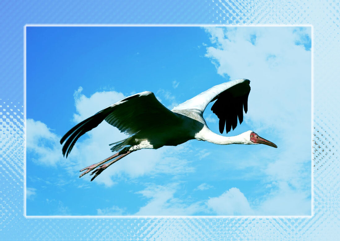 Фото из открытых источников, обработка автора