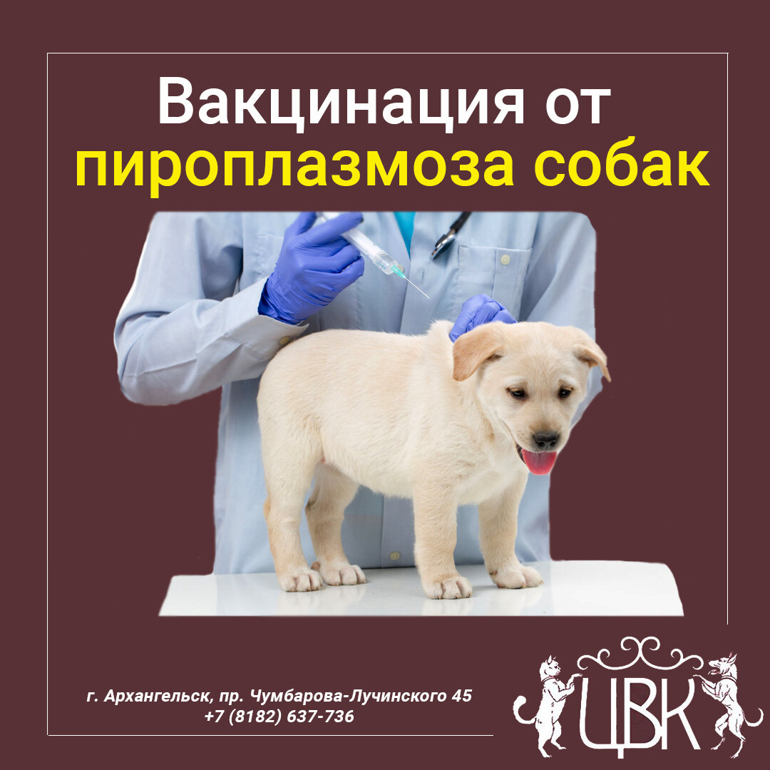 Вакцинация от пироплазмоза собак