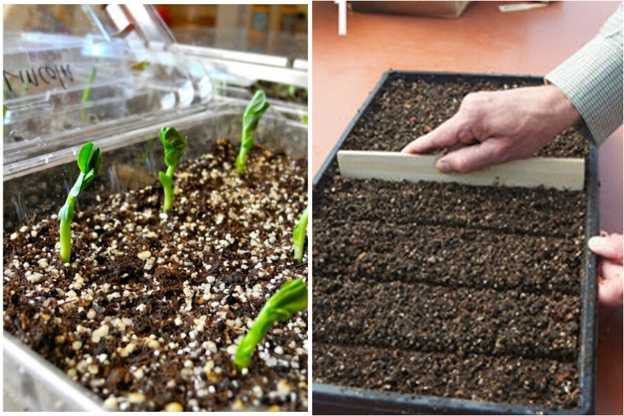 На начальной стадии можно обойтись и без стаканчиков, но они все-равно понадобятся, поэтому лучше делать их заранее.