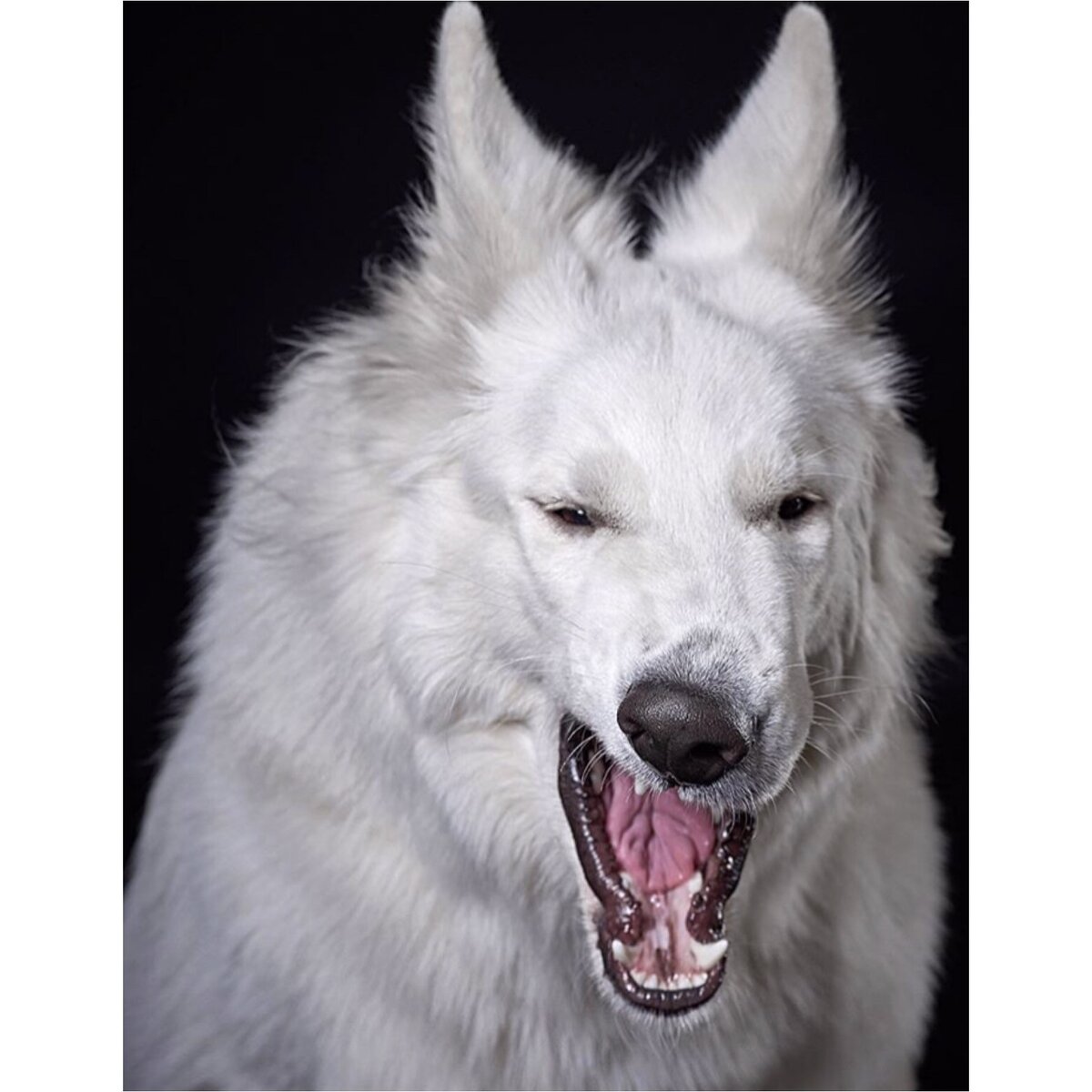 На фото Ветер. Не пугайтесь, он зевнул. Фото его владелицы Дины Жилинской