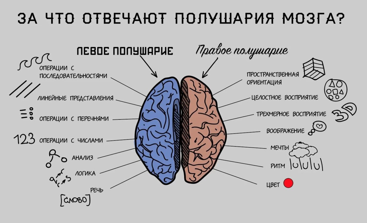 Как работает мозг художника. Какое полушарие мозга развито у вас, и поможет  ли это в творчестве | РИСУЮ ДОМА | Дзен