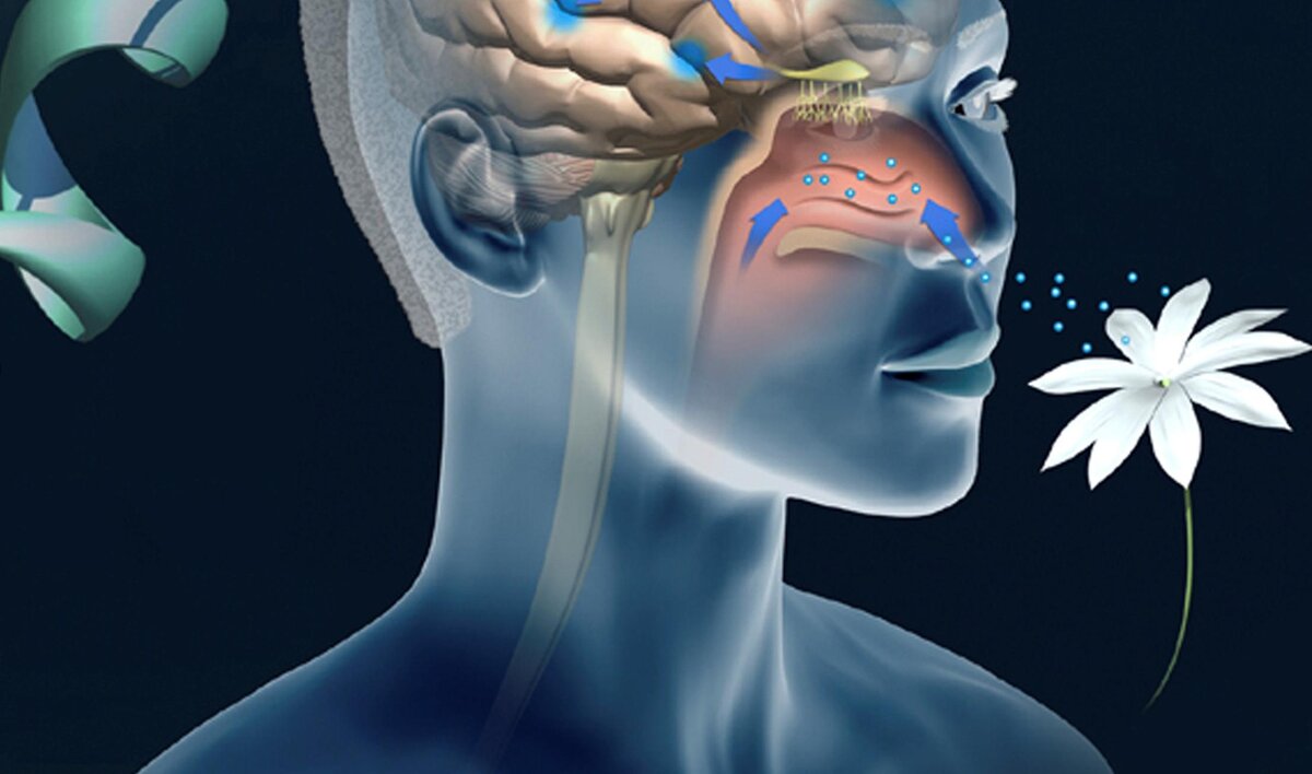 Как вы считаете, смогли бы вы прожить без обоняния? Согласитесь, что было бы очень тяжело, ведь способность слышать запахи наполняет нашу жизнь красками и делает её полноценной.