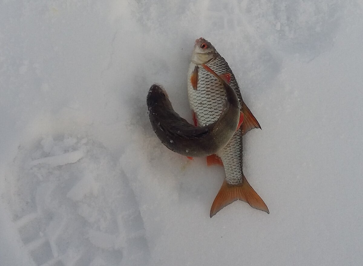 Плотва зимой фото. Зимняя рыбалка на леща. Мормышки на сорогу. Зимние мормышки на плотву. Мормышка на леща зимой.