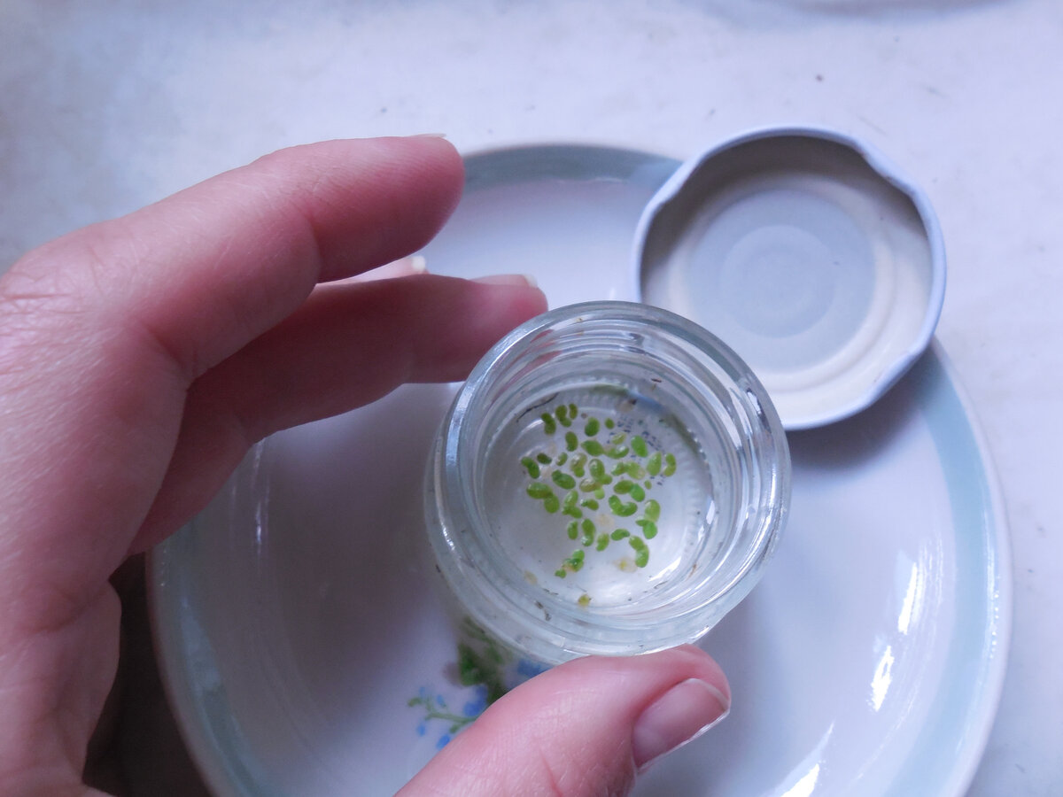 Весь улов. Крохотная, корешков почти нет...