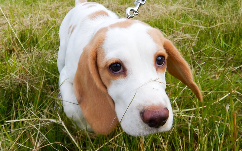 Бигль Ева. Фото: А. Смирнов