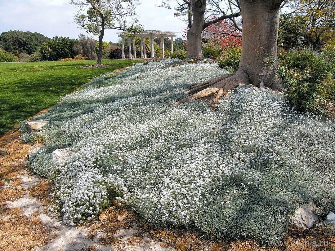 Ясколка войлочная (Cerastium tomentosum)