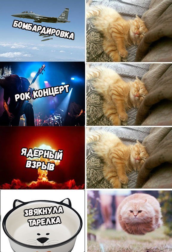 Крепкий сон для котенка - это нормально.