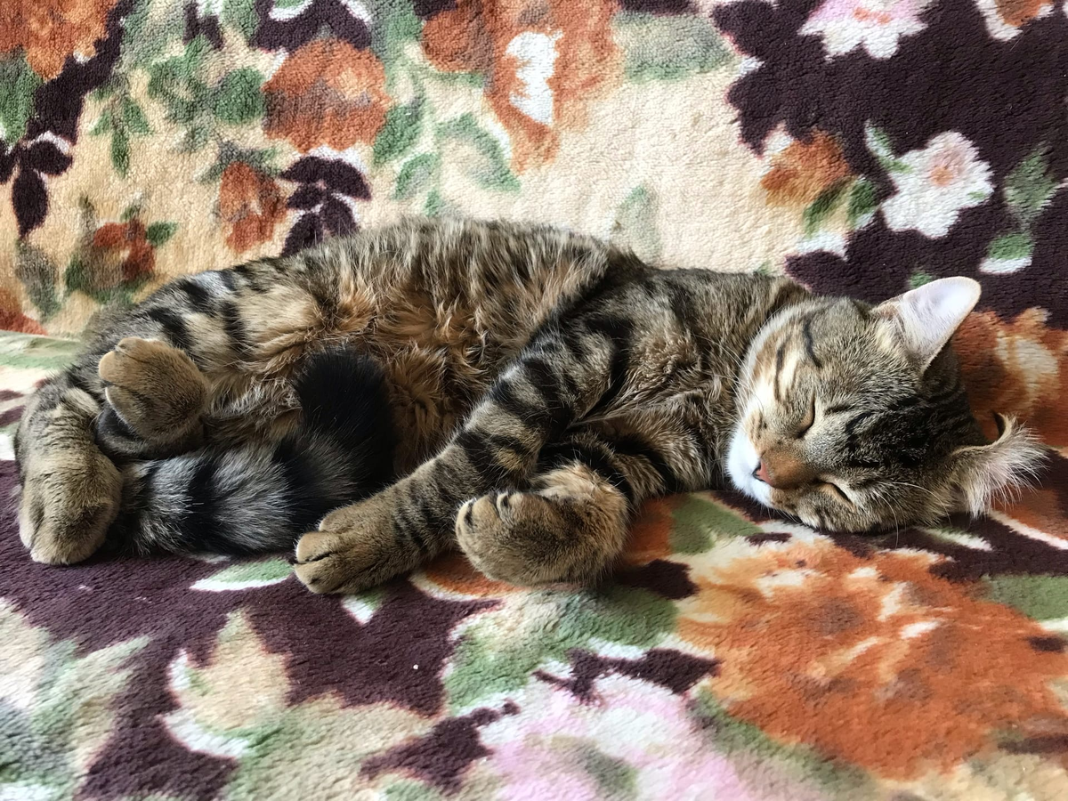 Симбе абсолютно наспать на твои проблемы. Он кот и у него все прекрасно. Спит так, что даже уши заворачиваются.