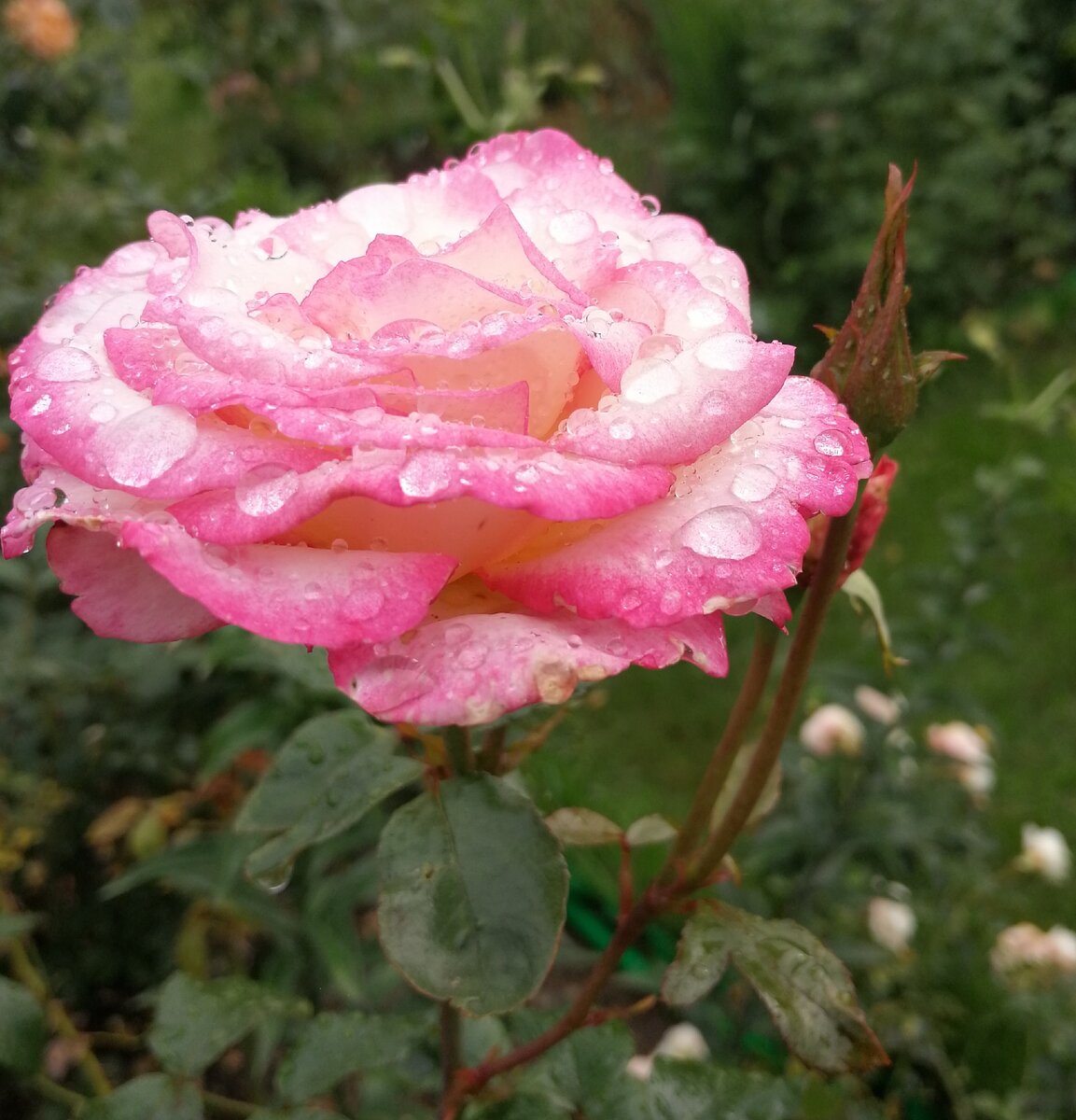 Handel (Хэндел), клаймбер, фото автора