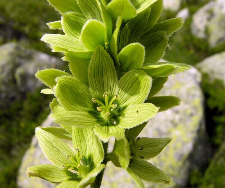 Чемерица. Чемерица трава. Чемерица (Veratrum). Чемерица Лобеля Veratrum lobelianum.