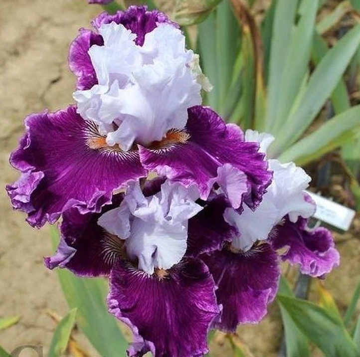 фото автора письма