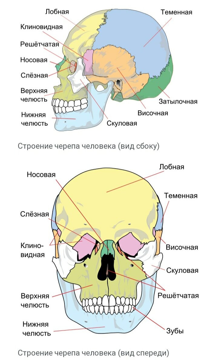 Строение черепа с зубами. Строение черепа сбоку. Череп хамелеона строение.