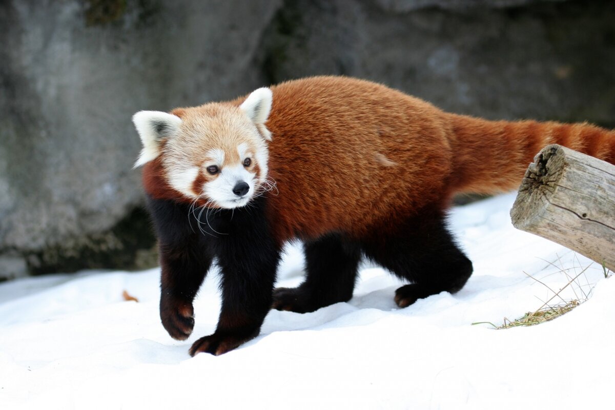 Фотки животных из красной книги. Малая Панда (Ailurus Fulgens. Красная енотовидная Панда. Айлурус фульгенс. Краснохвостая Панда.