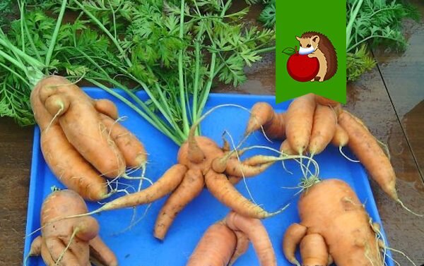 Что сделать, чтобы морковь не выросла кривой и уродливой?