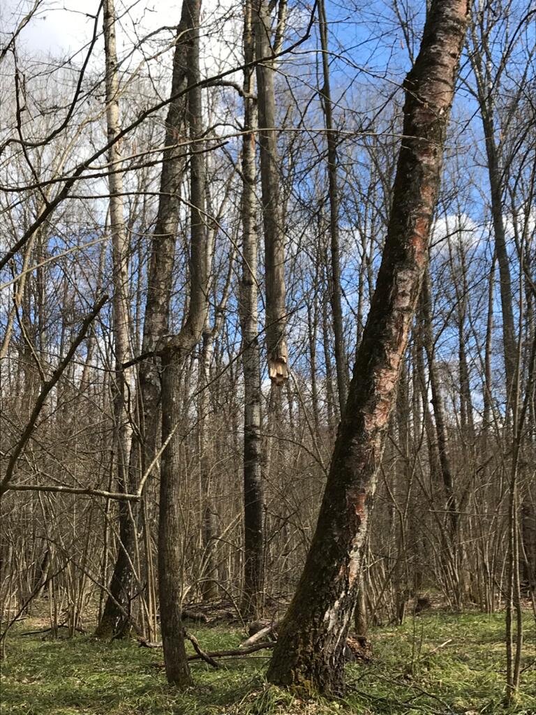 Опушка с редкими берёзами