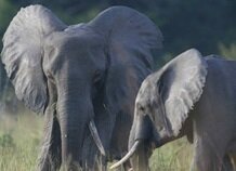 Птицы постукивают клювом о клюв, а слоны помещают свои хоботы в пасти друг другу
