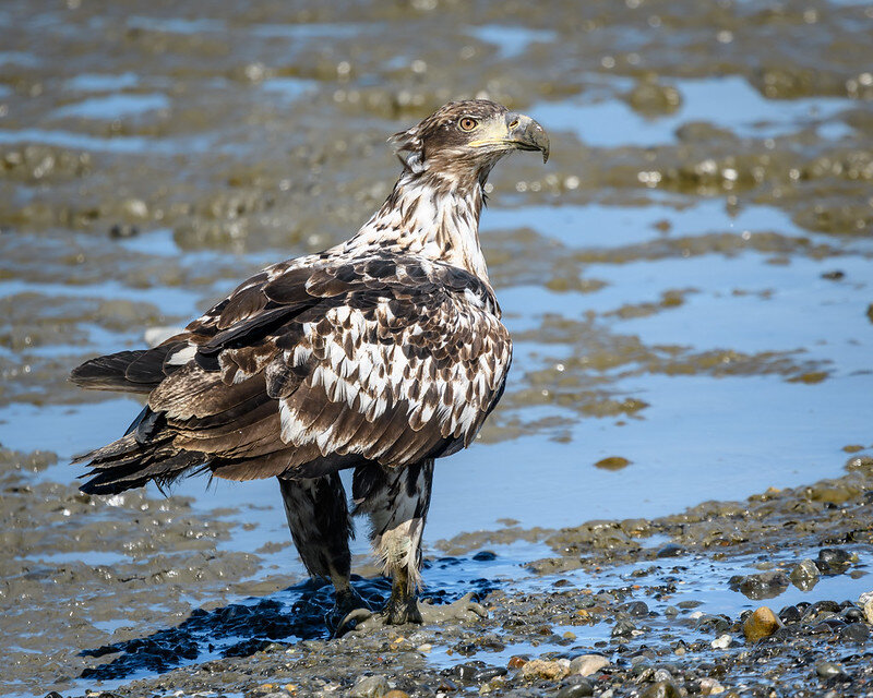 Eaglet.